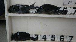 江須崎沖磯　グレ40cmオーバーの釣果！