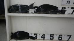 江須崎沖磯　グレ40cmオーバーの釣果！