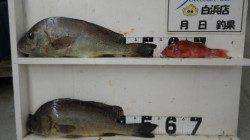 串本堤防でコロダイの釣果