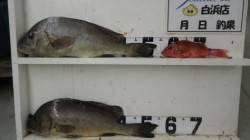 串本堤防でコロダイの釣果