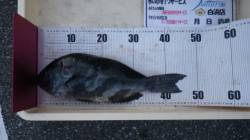 口和深沖磯　フカセ釣りにてグレ48cmを頭…