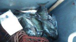 口和深沖磯　フカセ釣りにてグレ48cmを頭に20匹！