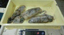 すさみ地磯　ヤエンとフカセ釣果　アオリイカ3杯とグレ42.5cm