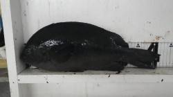 すさみ地磯　ヤエンとフカセ釣果　アオリイカ…