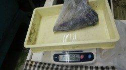 富田　ヤエンでアオリイカの釣果