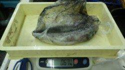 伊古木地磯でヤエン釣り、アタリが5回で3杯GET