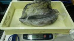 伊古木地磯でヤエン釣り、アタリが5回で3杯…