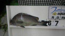 和深　フカセ釣りにてコロダイ59cm、強い引きを味わえました！