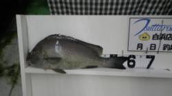 和深　フカセ釣りにてコロダイ59cm、強い…