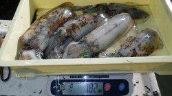 白浜見草でヤエン釣り　アオリイカ5杯で1.82ｋｇ