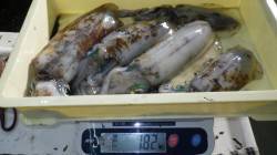 白浜見草でヤエン釣り　アオリイカ5杯で1.…