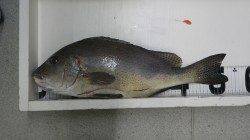 和深　カゴ釣りでコロダイ54cm