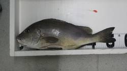 和深　カゴ釣りでコロダイ54cm