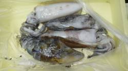 見老津にてヤエン釣り　アオリイカ4杯で計1…