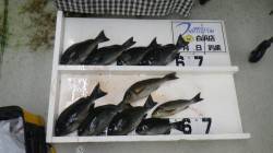江須崎にてフカセ釣り　グレ～32ｃｍ8枚と…