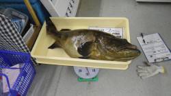 すさみ町の地磯でクエ88cm・13kg！！…