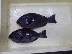 みなべ堺堤防でフカセ釣り　グレ2匹