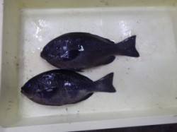 みなべ堺堤防でフカセ釣り　グレ2匹