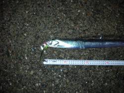 大阪南港　ＡＭ5：10からのタチウオ狙い