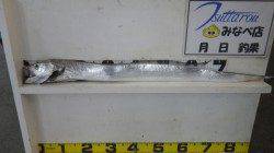 田辺芳養（はや）堤防でタチウオ95ｃｍ級　指４本サイズ