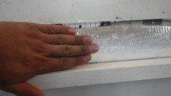 田辺芳養（はや）堤防でタチウオ95ｃｍ級　指４本サイズ