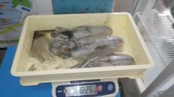 芳養漁港　ヤエンでアオリイカ3バイ