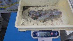 芳養漁港　ヤエンでアオリイカ3バイ