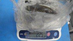 堺堤防にてアオリイカの釣果　初めてのエギングで釣れました