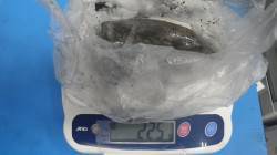 堺堤防にてアオリイカの釣果　初めてのエギン…