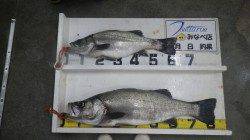 白浜地磯　ランカー登場！　ルアーでヒラスズキ86cm&62cm