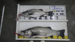 白浜地磯　ランカー登場！　ルアーでヒラスズ…