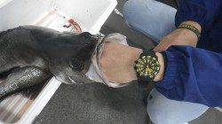 白浜地磯　ランカー登場！　ルアーでヒラスズキ86cm&62cm