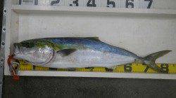 白浜地磯　ルアーでブリ、夕まずめにドン！