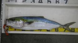 白浜地磯　ルアーでブリ、夕まずめにドン！