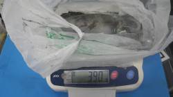 文里でエギングでの釣果　2.5号のエギでア…