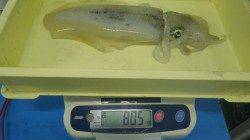 田辺　エギングでアオリイカ805g