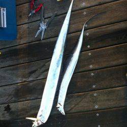 南港　朝五時半からワインドでタチウオ釣行