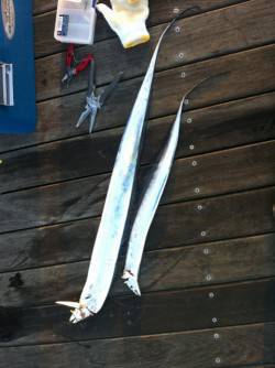 南港　朝五時半からワインドでタチウオ釣行