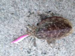 大蔵海岸　3投目でガツンと重たい胴長18セ…