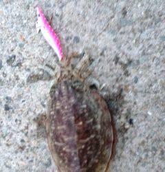 大蔵海岸　3投目でガツンと重たい胴長18センチ460gのコウイカ