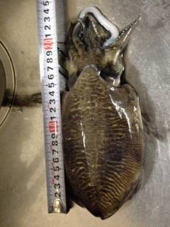 大蔵海岸　3投目でガツンと重たい胴長18センチ460gのコウイカ