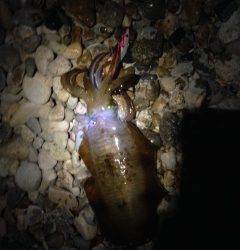 松帆の浦周辺エギングでアオリイカ885g！　ドラグが止まらない引きでした♫