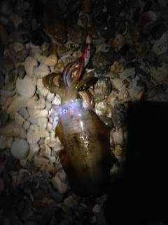 松帆の浦周辺エギングでアオリイカ885g！…