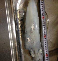 松帆の浦周辺エギングでアオリイカ885g！　ドラグが止まらない引きでした♫