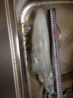 松帆の浦周辺エギングでアオリイカ885g！　ドラグが止まらない引きでした♫