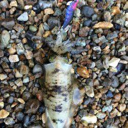 衣奈周辺地磯エギング　サーフのサイトで、沖のフォールで、アオリイカ