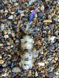 衣奈周辺地磯エギング　サーフのサイトで、沖…