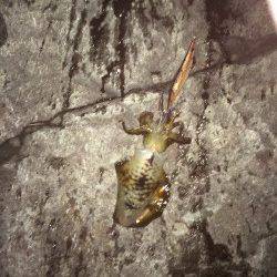 伊根　エギングでアオリイカの釣果　朝マヅメは青物の回遊あり