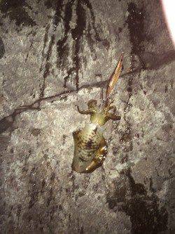 伊根　エギングでアオリイカの釣果　朝マヅメは青物の回遊あり