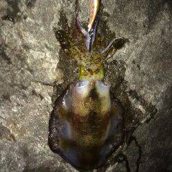 伊根　エギングでアオリイカの釣果　朝マヅメは青物の回遊あり